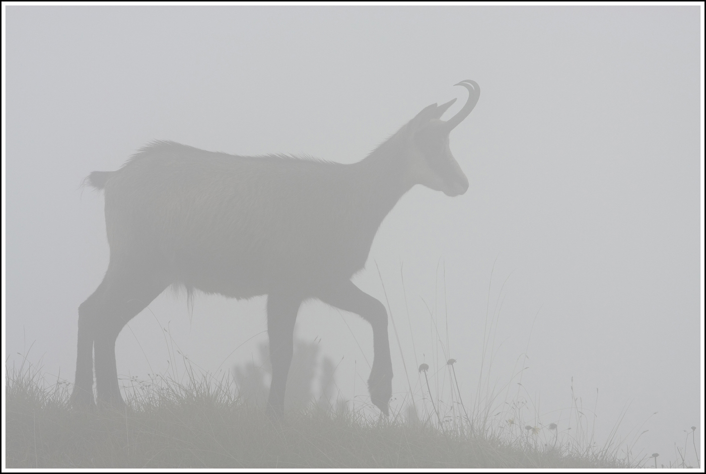 A passo di danza nella nebbia.