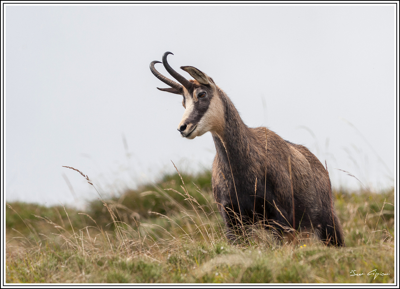 Rupicapra rupicapra.