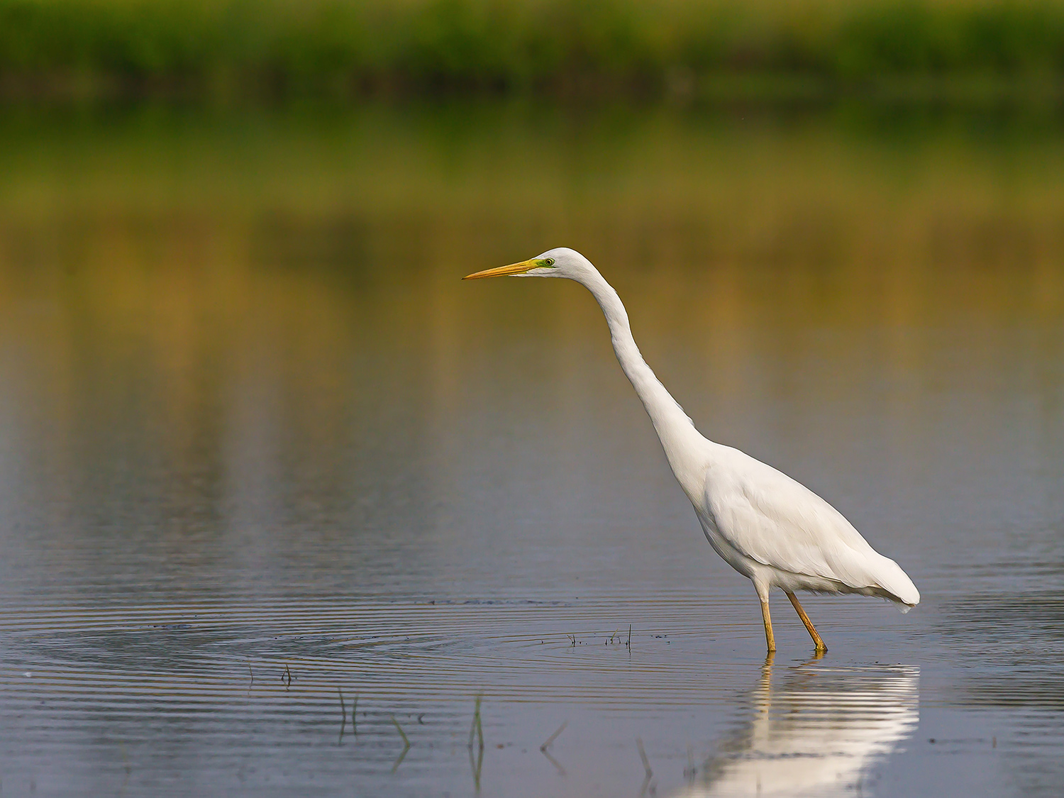Airone Bianco Maggiore