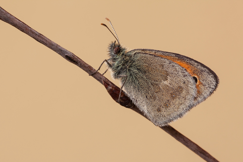 Coenonympha pamphilus