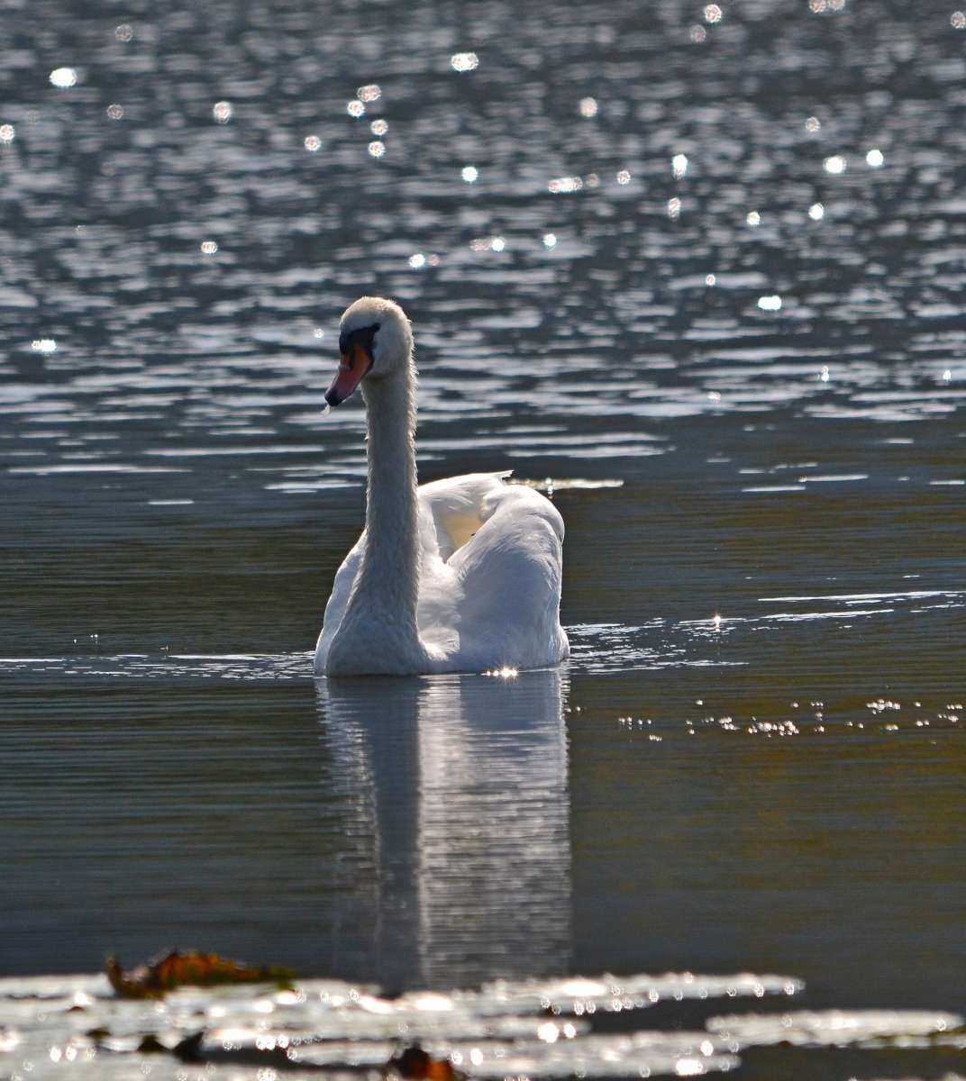 Primi scatti con sigma 150-500