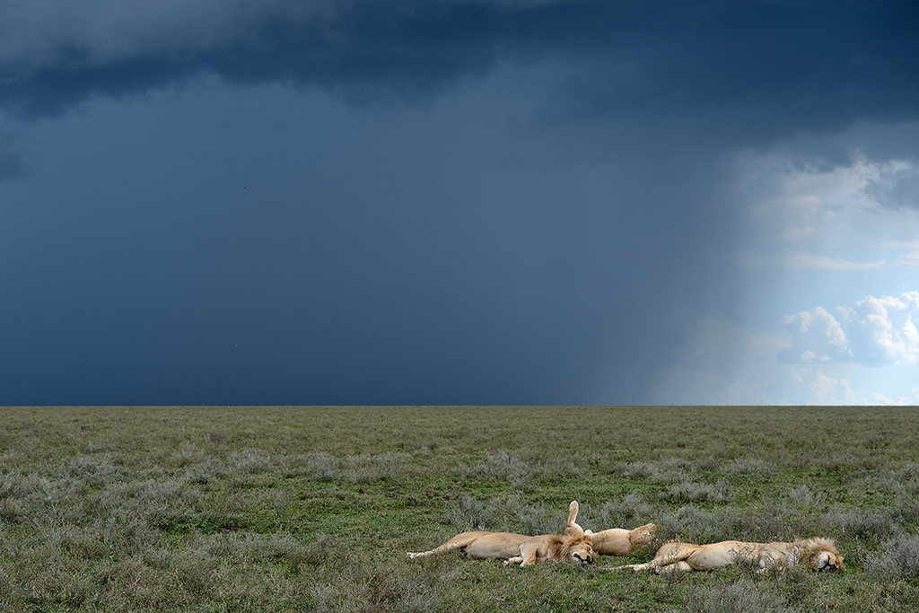 I leoni e la tempesta