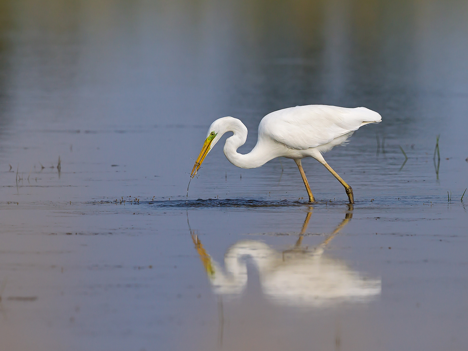 Airone Bianco Maggiore