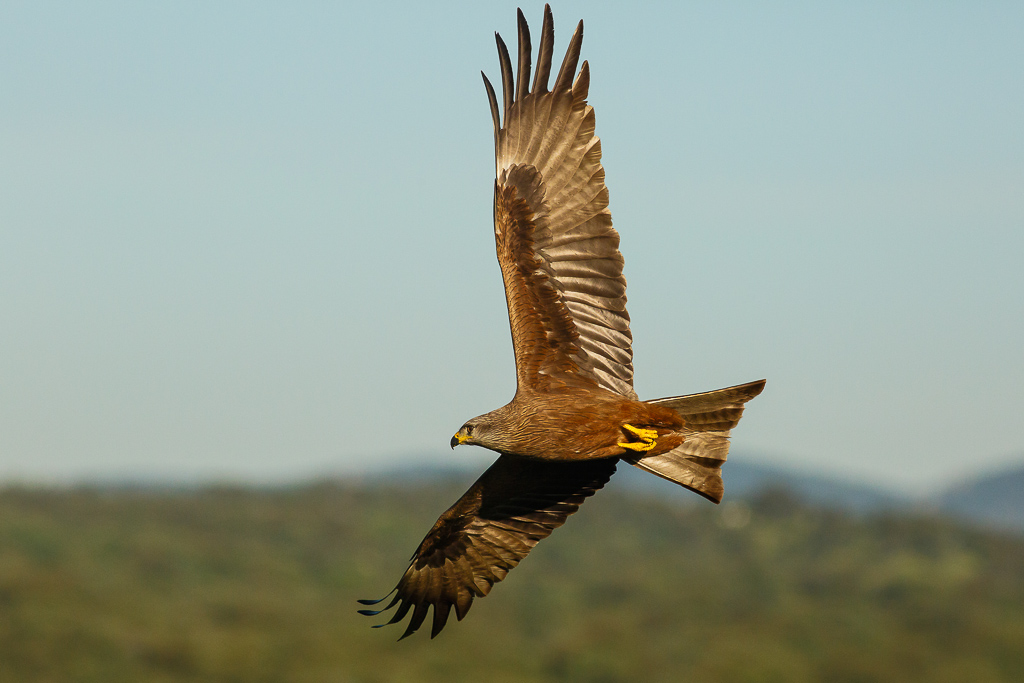 Nibbio bruno in volo