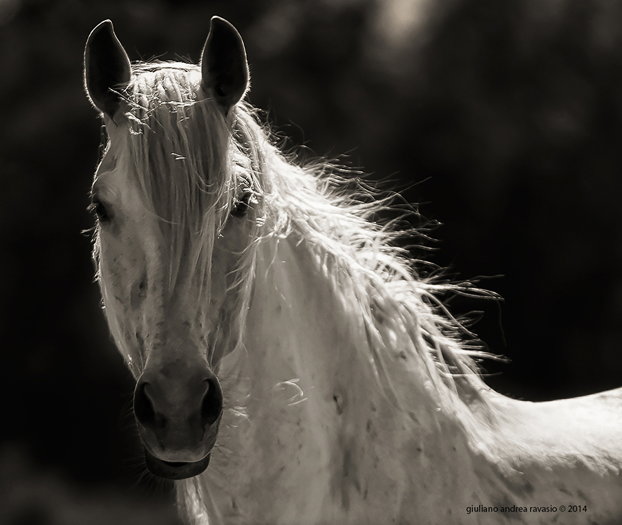 lo stallone "ritratto"