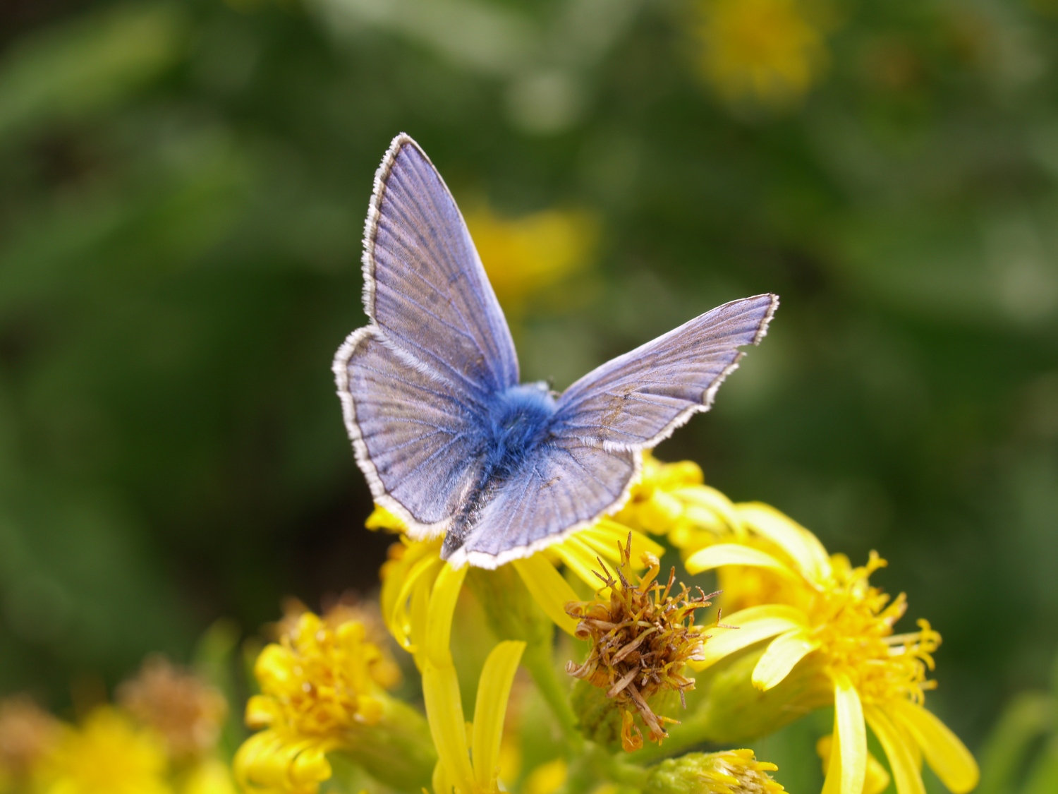 Macro - le prove continuano