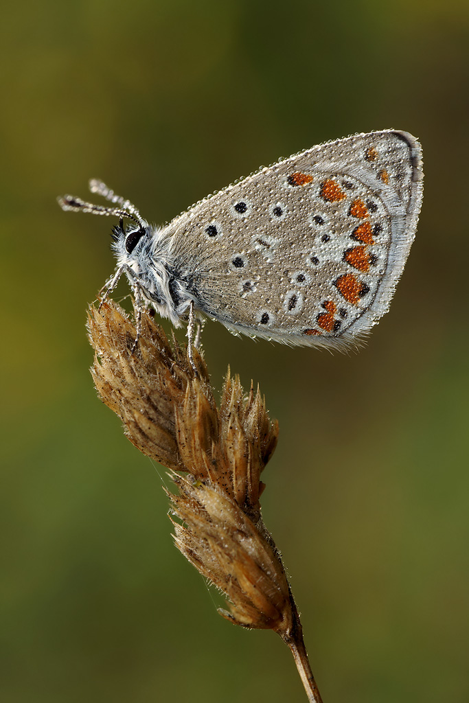 Rugiada su Polyommato