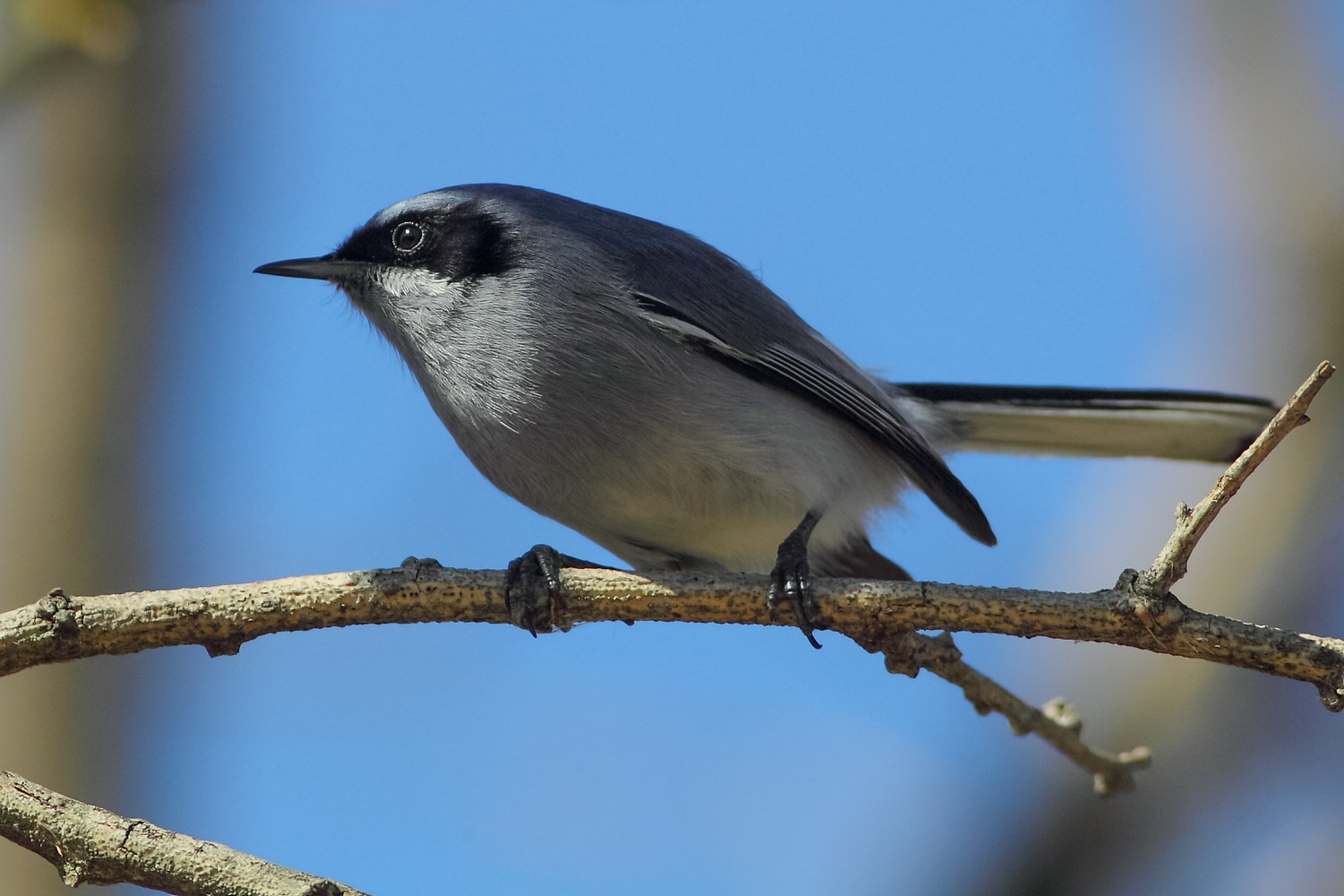 Zanzariere mascherato