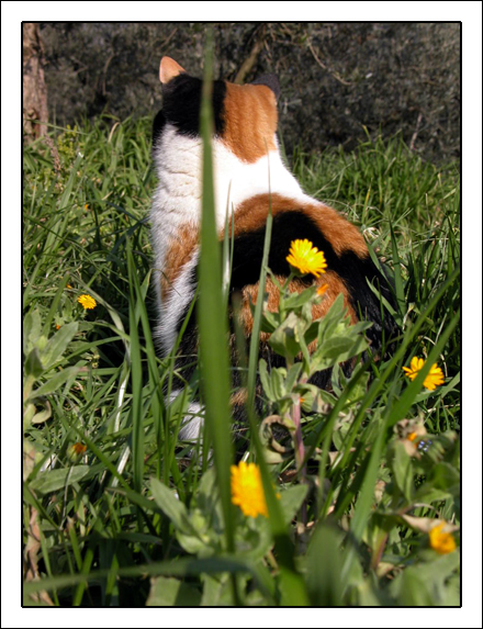 La mia gatta in mezzo ai fiori.