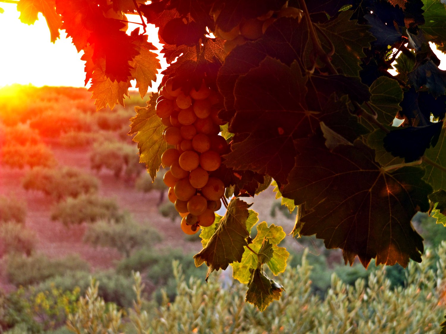 grappolo di ricordi ...