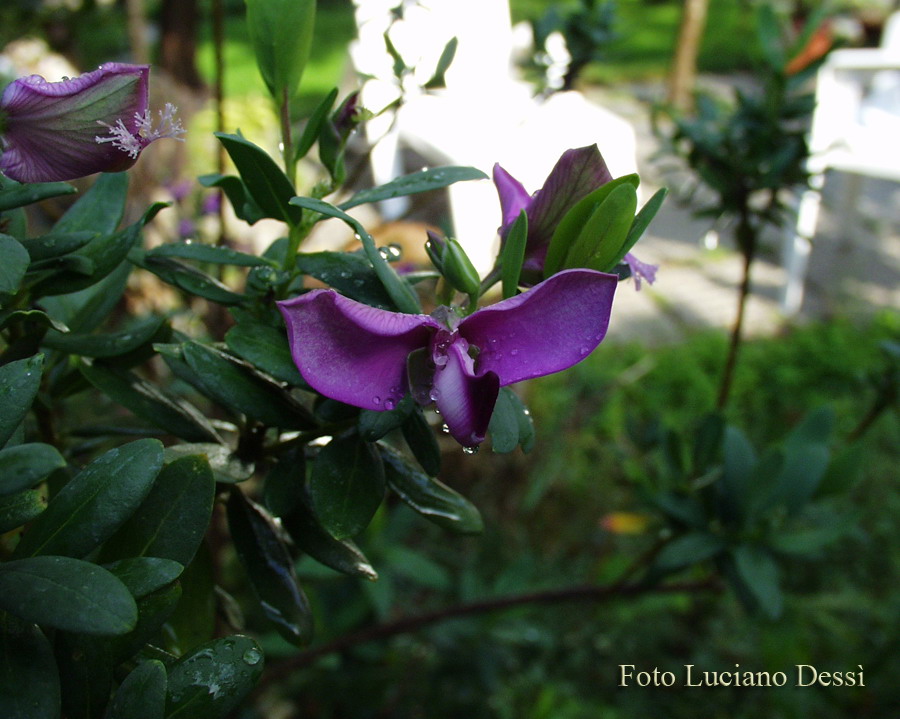 Cercasi esperto botanico