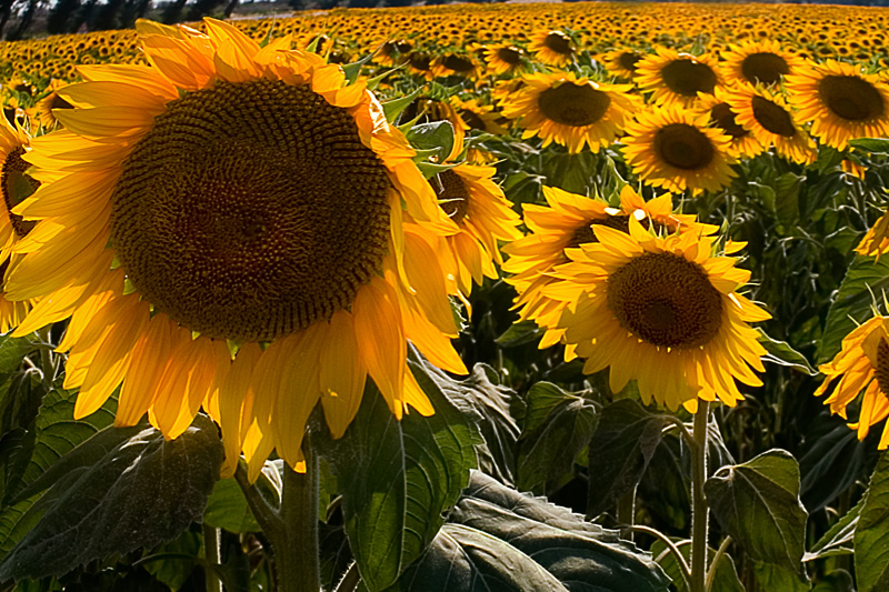 G I R A S O L I   (ridimensionata)