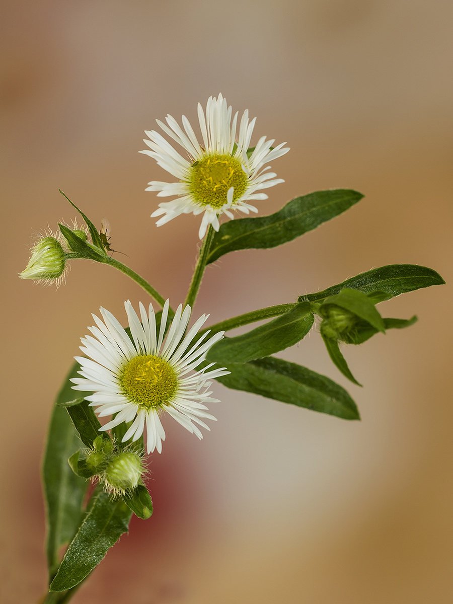 fiorellini autunnali