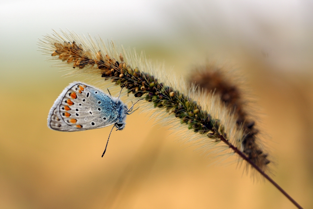 a...testa in gi�...