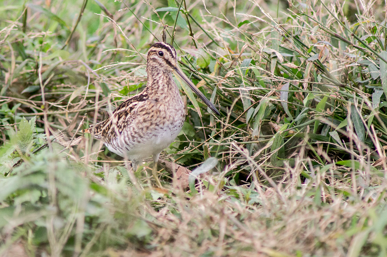 beccacino tra i cespugli