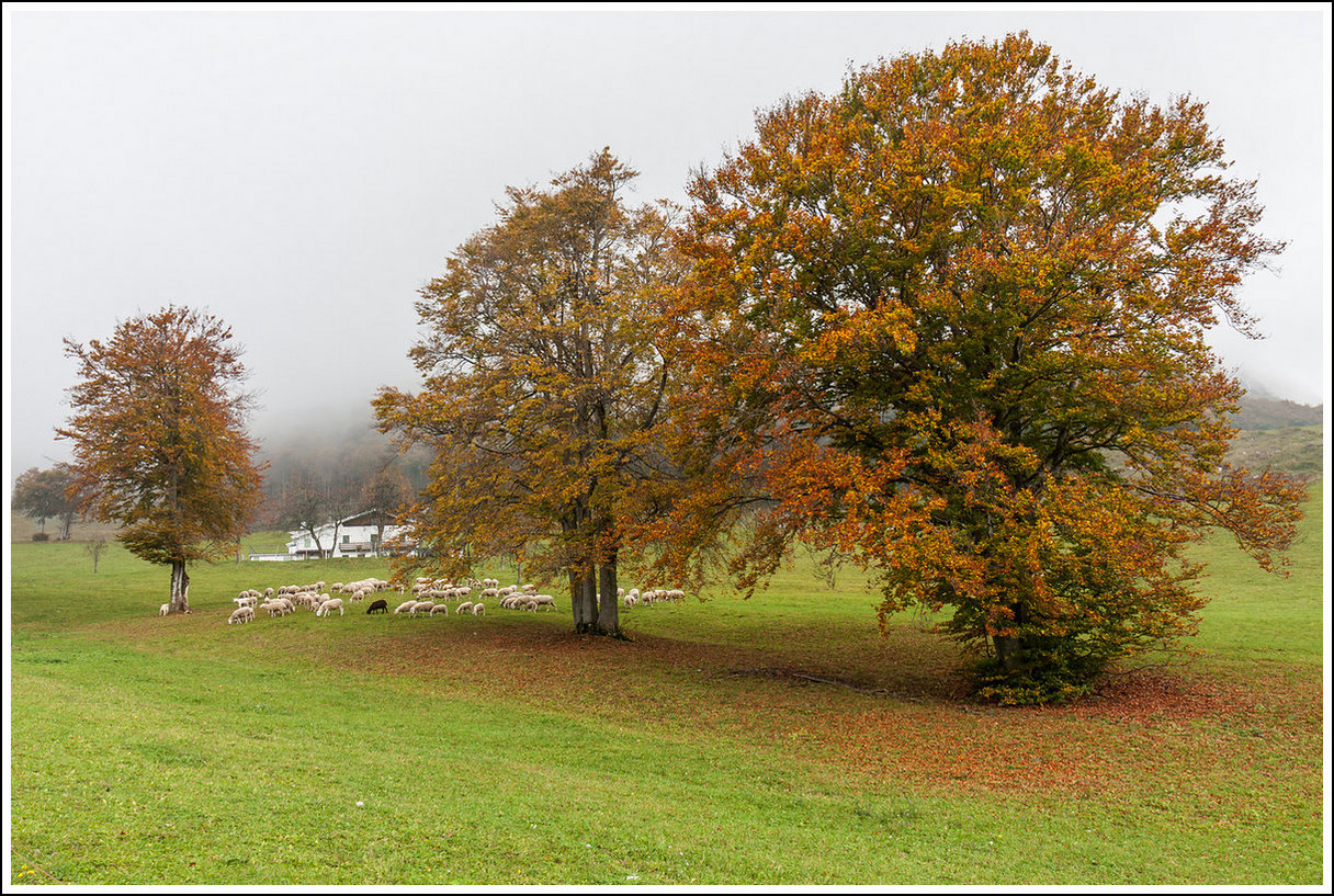 Come una pecora nera