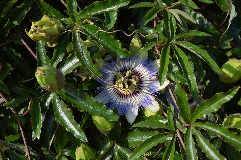 Passion Fruit Flower