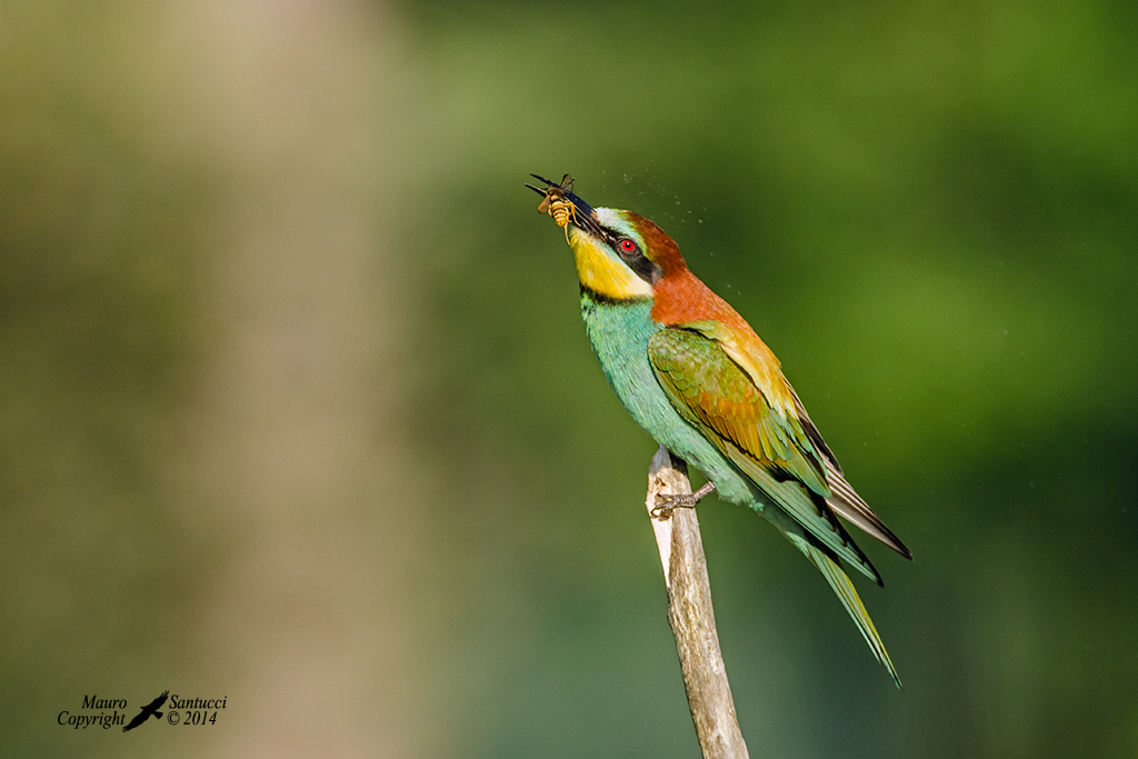 L'ora della colazione