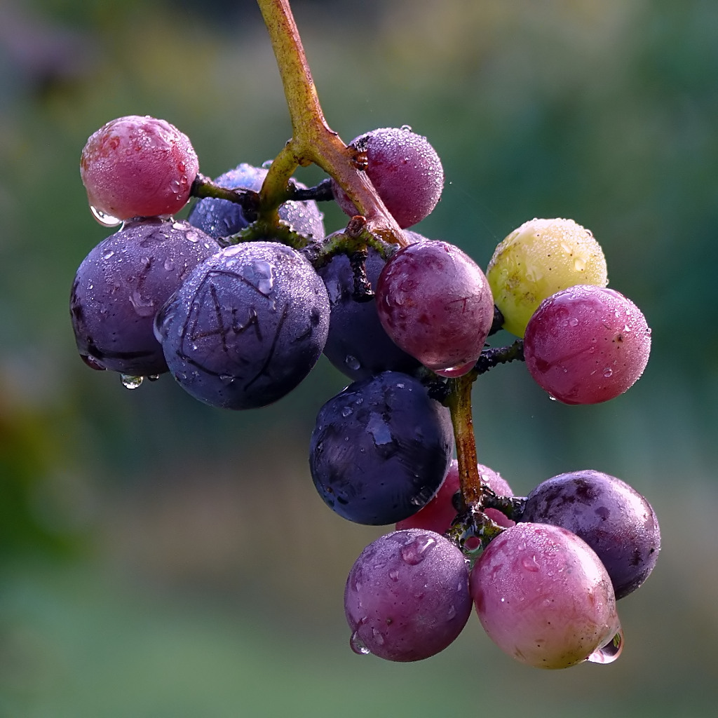 *** Pioggia di reclame ***