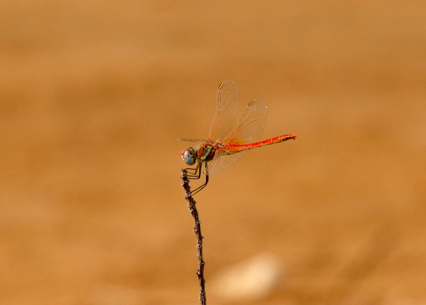 Libellula   Primo scatto
