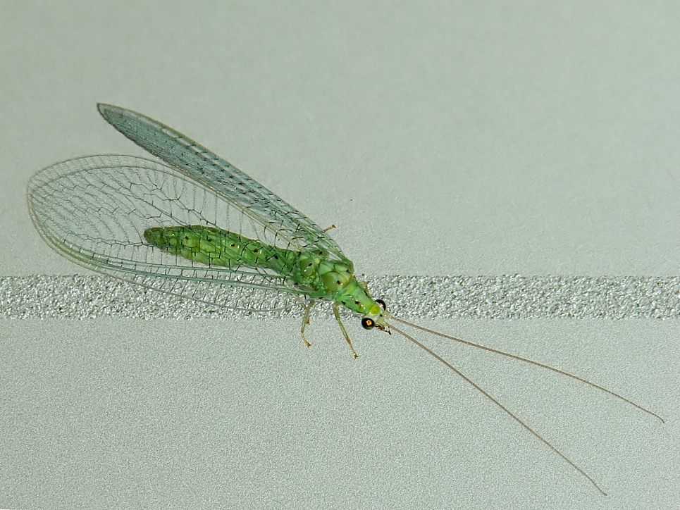 *** Sulla retta via ***