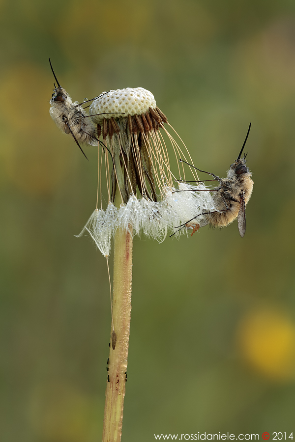 I due Moschettieri...