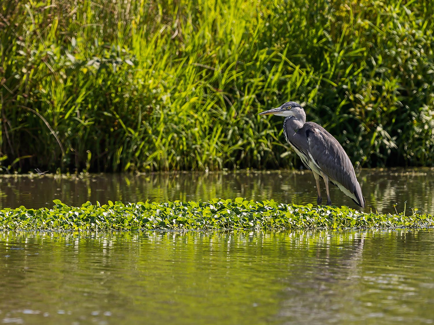 Airone Cenerino - ambientato