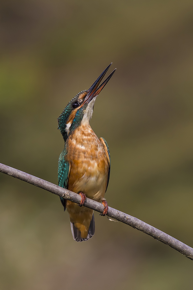 martino sempre lui ma arrabbiato....