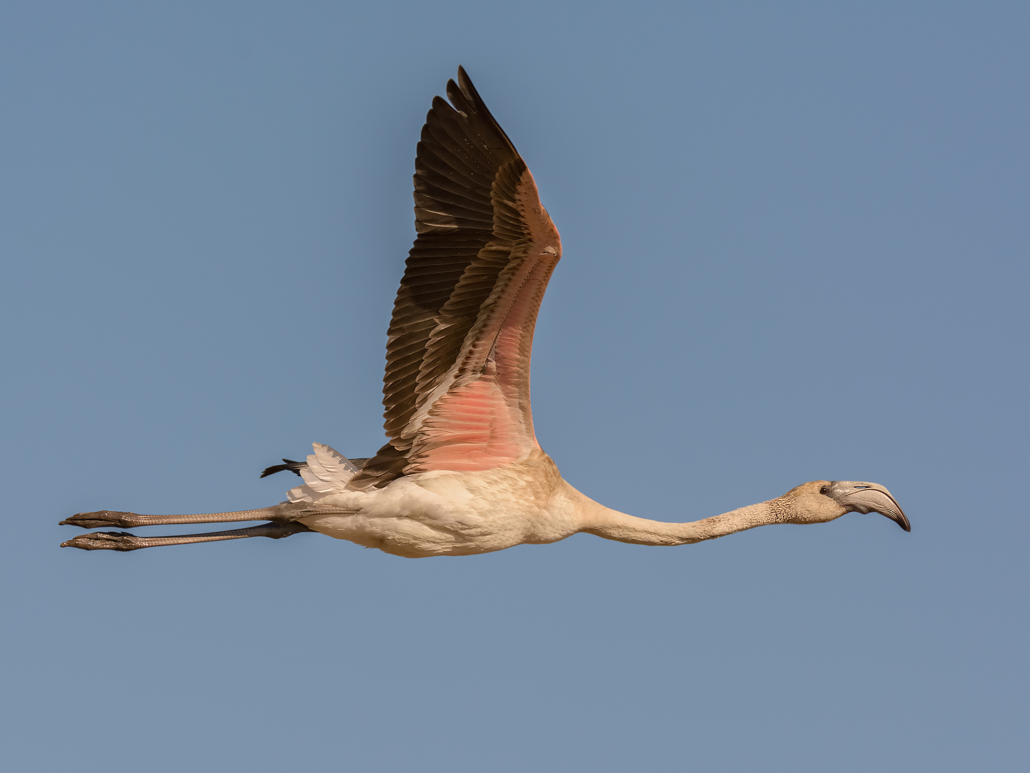 Phoenicopterus roseus