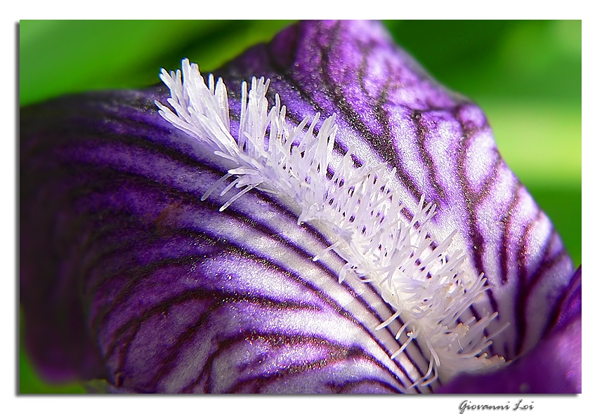 Iris siberica (close up)