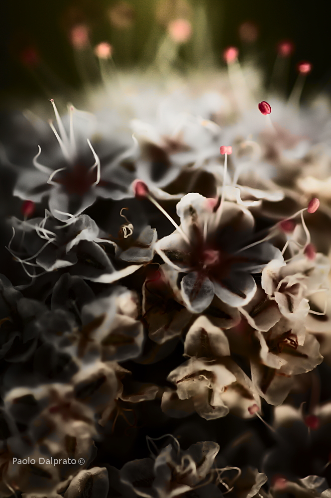 Non faccio foto di fiori