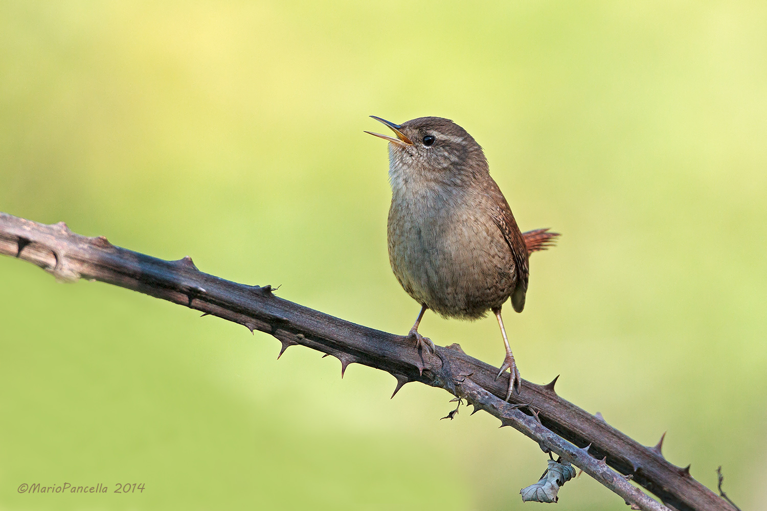 Scricciolo comune (Troglodytes troglodytes)