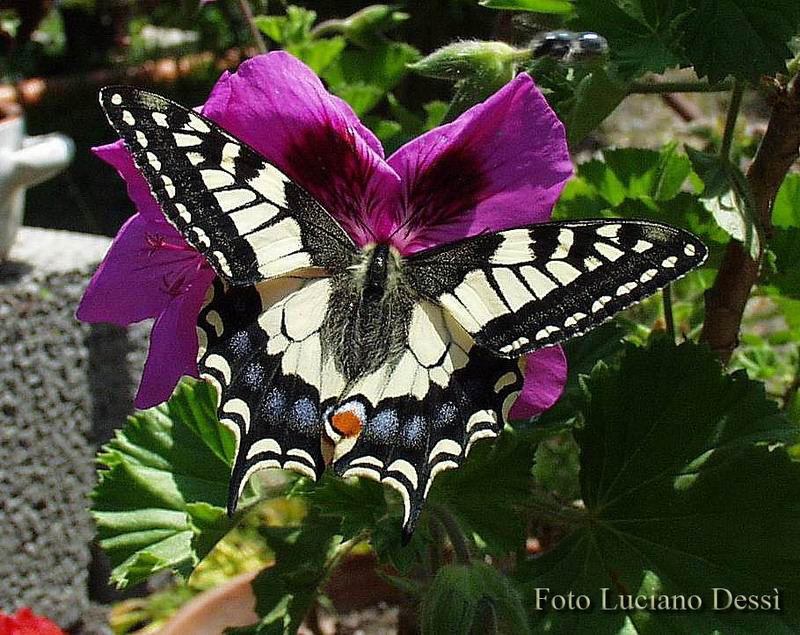 L'ho presa! l'ho presa!