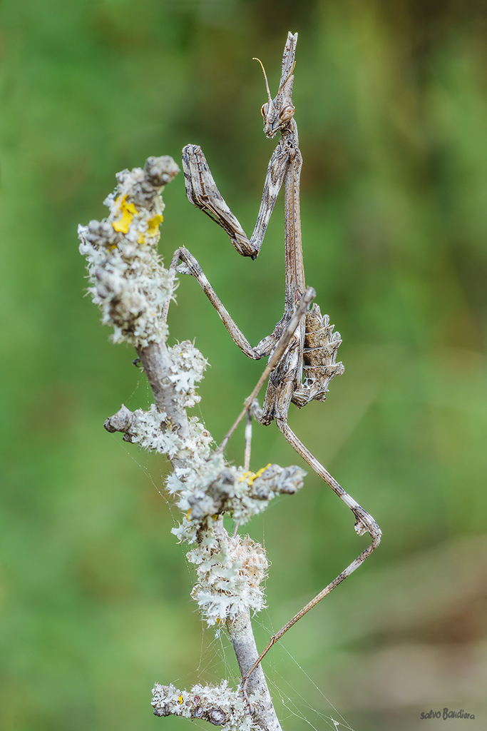 Empusa pennata...