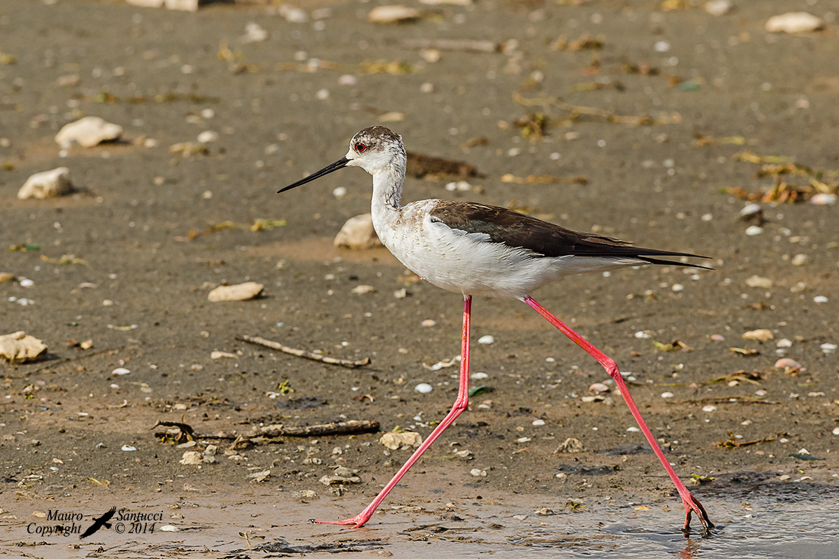 Con lunghi passi...mi pass� davanti
