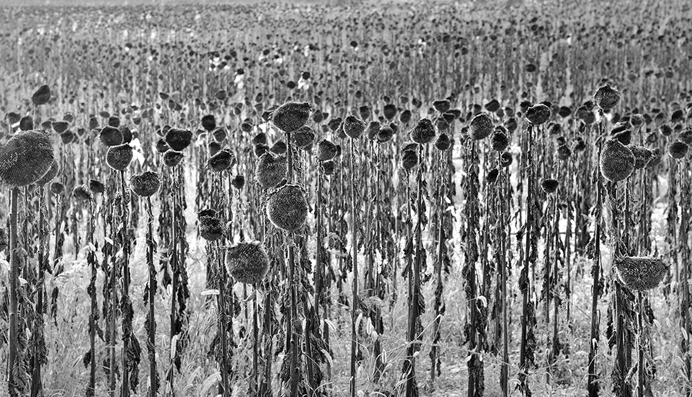 Uno, nessuno, centomila...