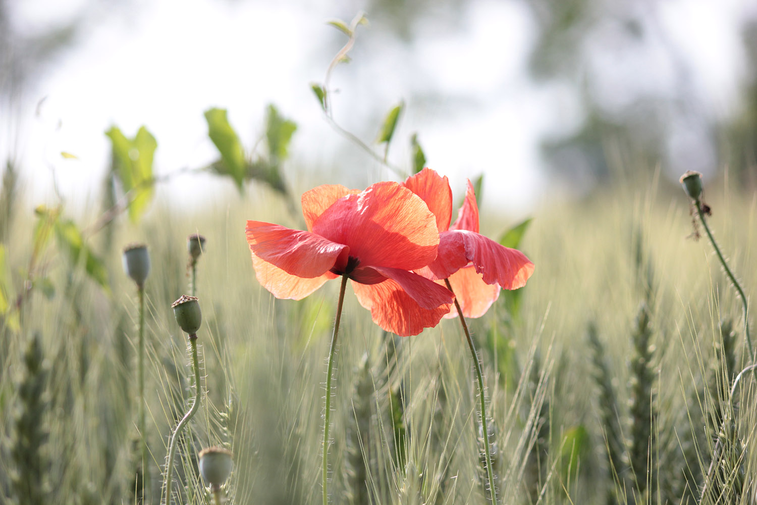 eravamo insieme, tutto il resto del tempo l'ho scordato