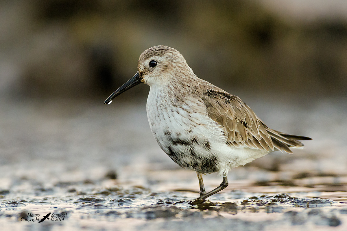 Piovanello pancianera