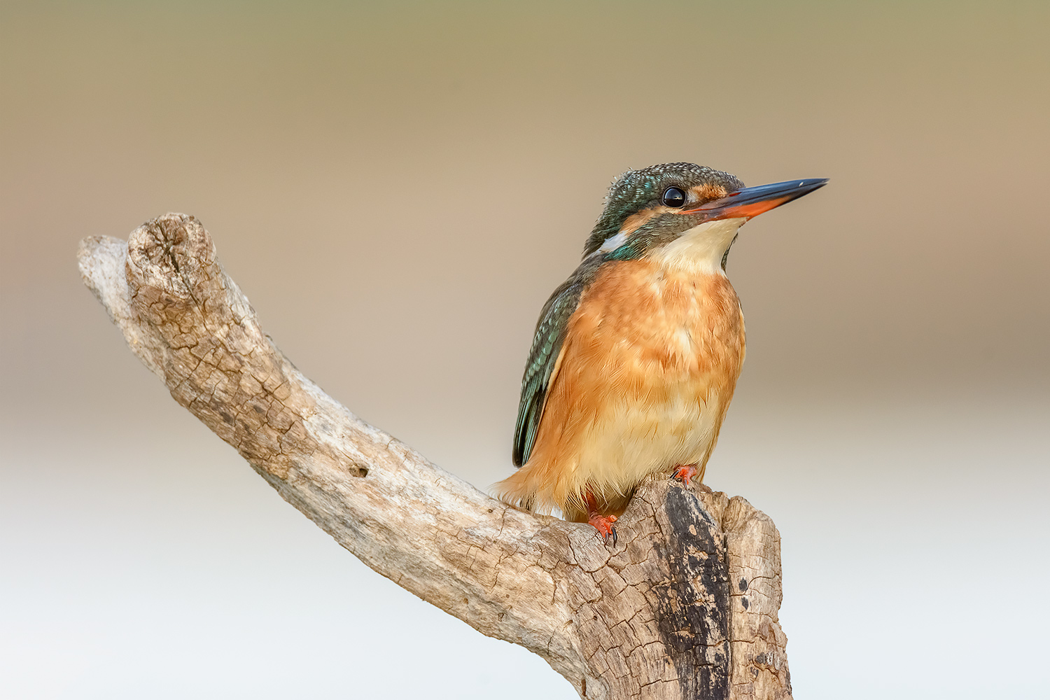 Pu� un uccello pensare?