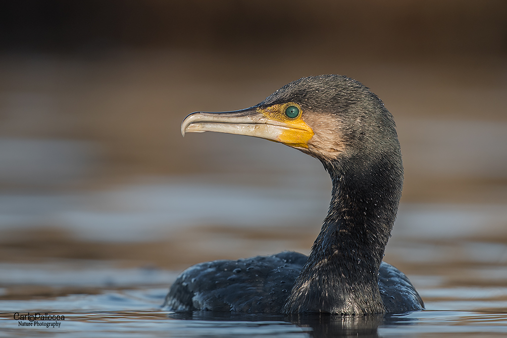 cormorano