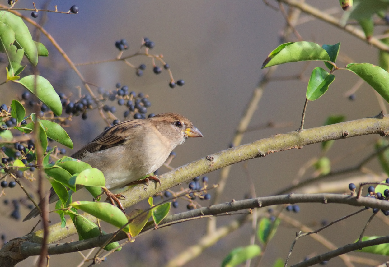 passero in cerca di cibo