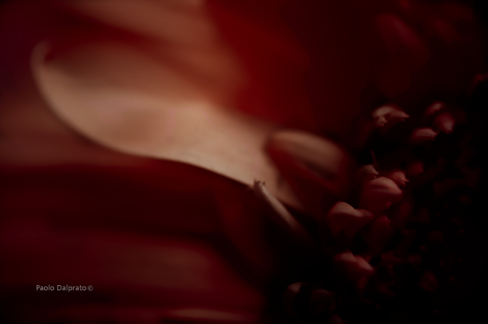 Non faccio foto di fiori