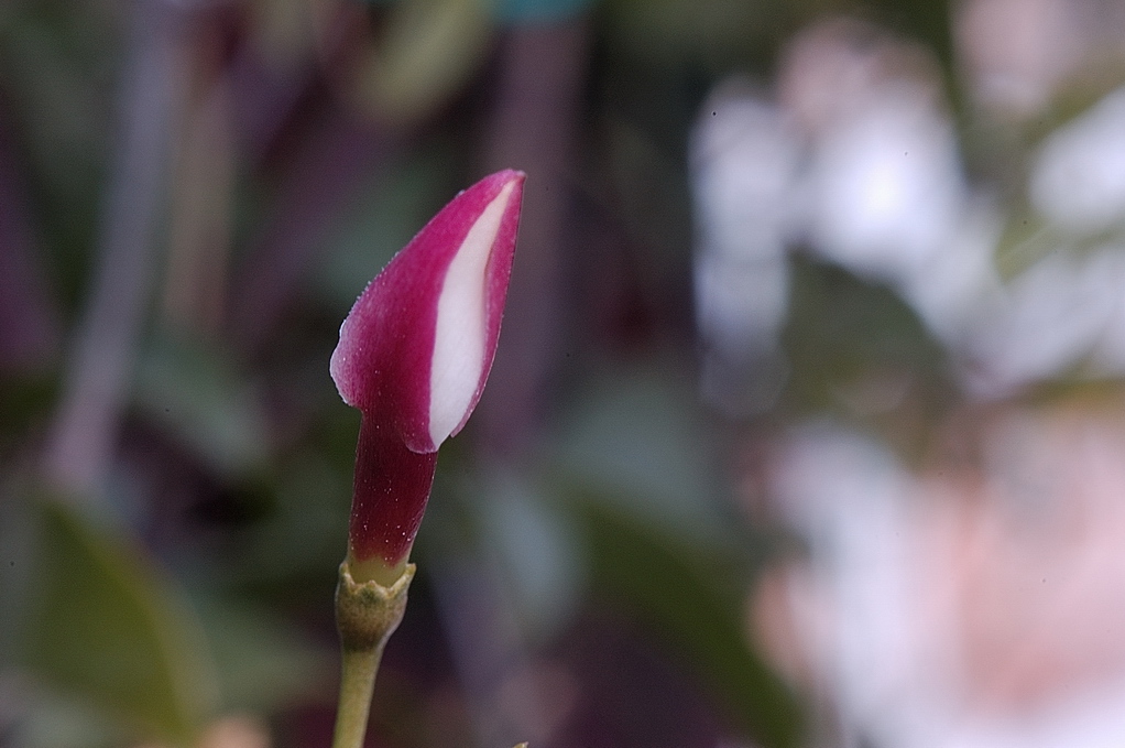 bocciolo di gelsomino