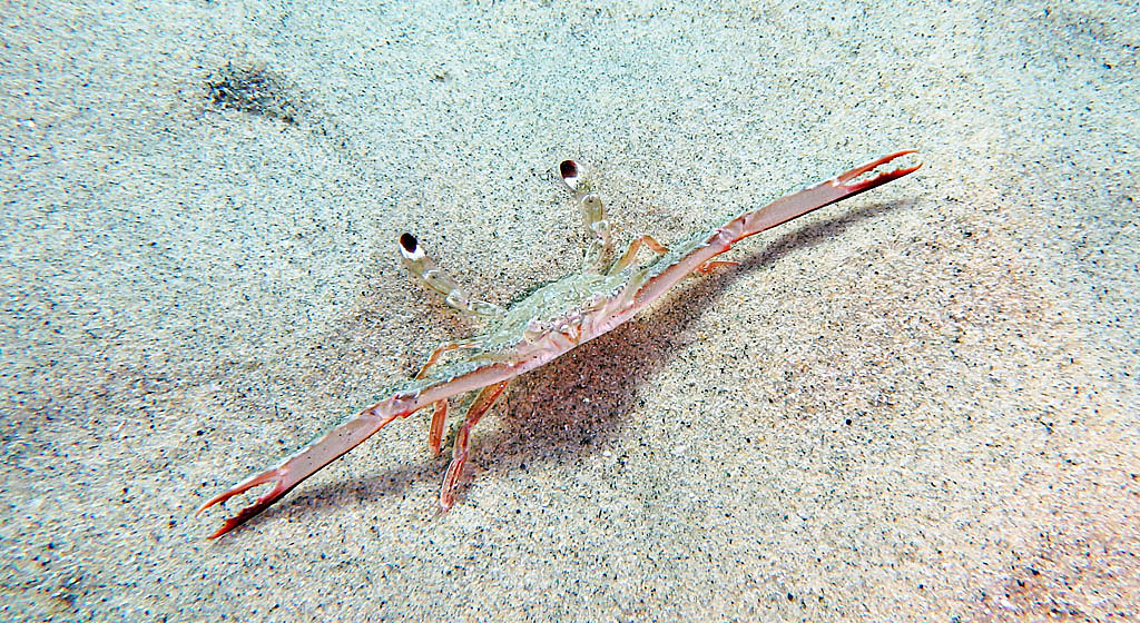 Paratus sum!  (Portunus holsatus)