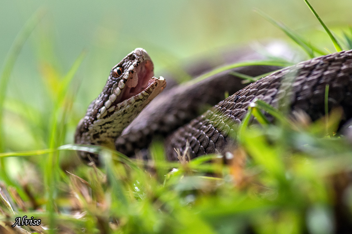 Dal mondo delle vipere