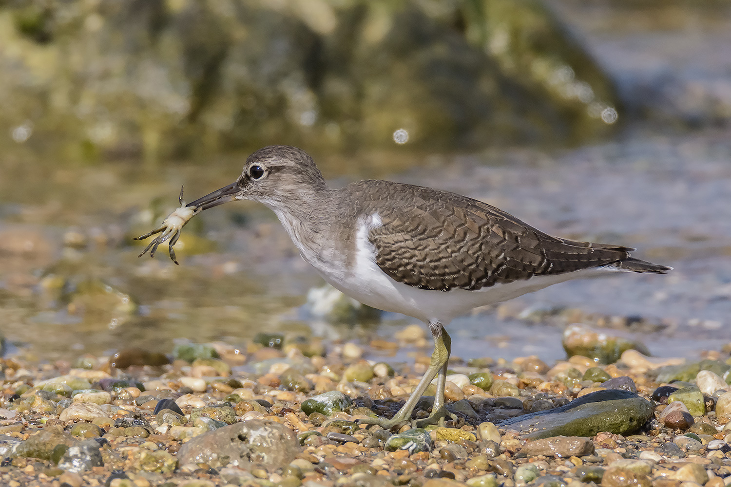 Piro piro a pranzo...