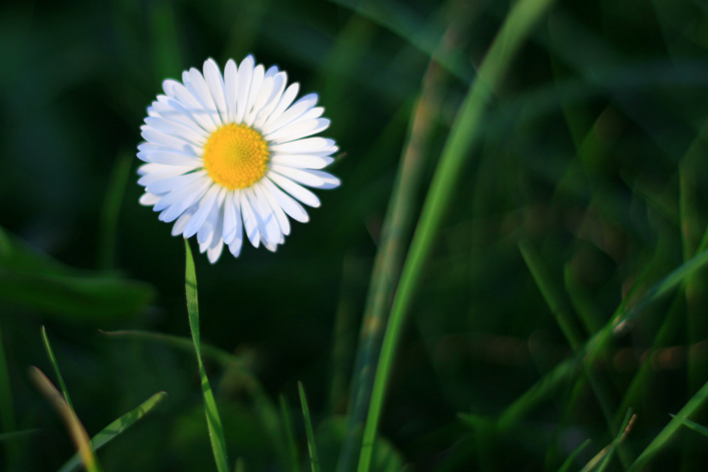 Margherita d'autunno