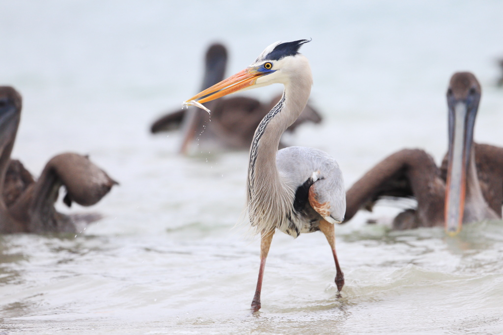 Non avrete il mio tessorro
