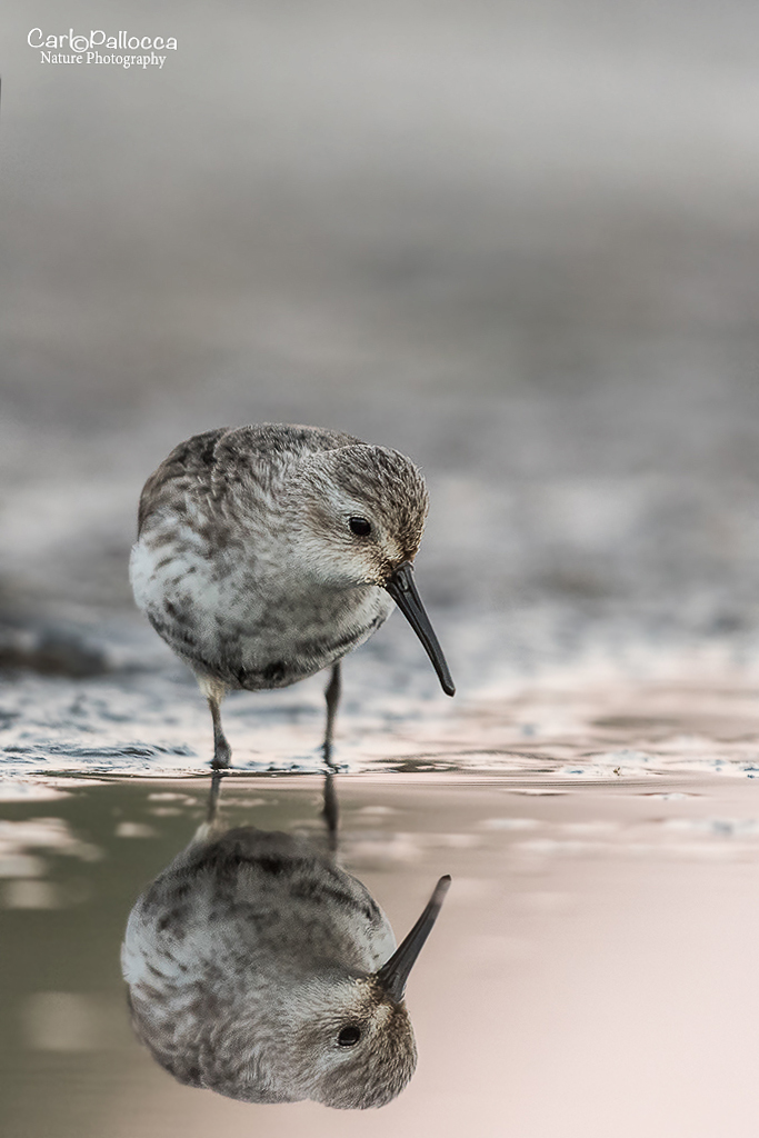 Piovanello pancianera.