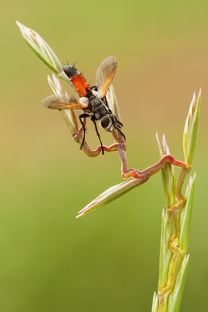 Cylindromyia brassicaria